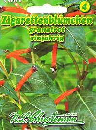 Zigarettenblümchen granatrot, einjährig, Beet-