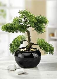 Zypressen-Bonsai im Topf, Grün, Größe